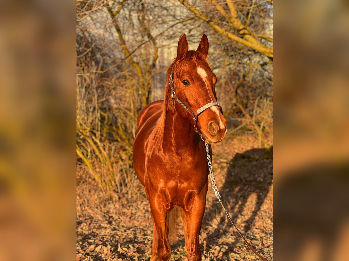 American Quarter Horse Gelding 5 years 14,2 hh Chestnut-Red in Kürten