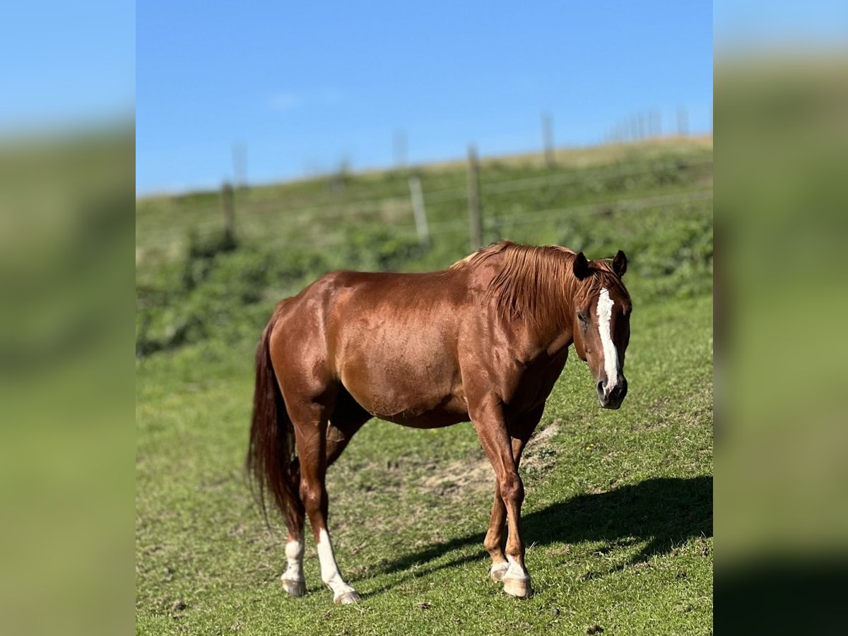 American Quarter Horse Gelding 5 years 14,2 hh Chestnut-Red in Welling