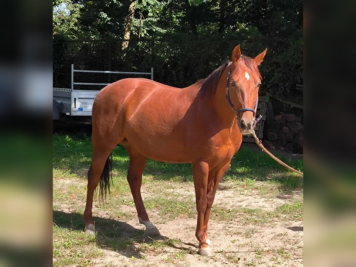 American Quarter Horse Gelding 5 years 14,2 hh Chestnut-Red in Nahrendorf