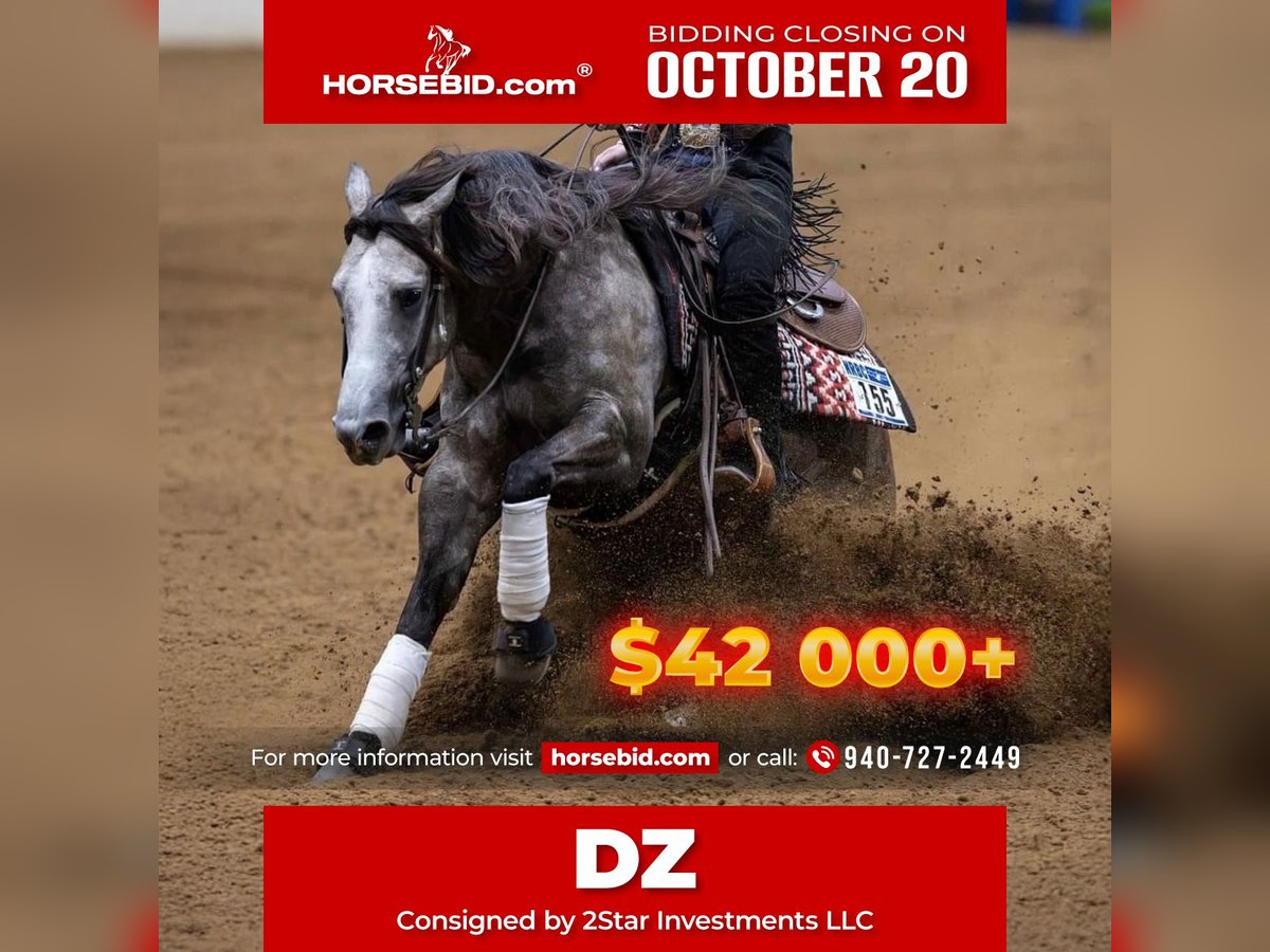 American Quarter Horse Gelding 5 years 14,2 hh Grey in Whitesboro, TX