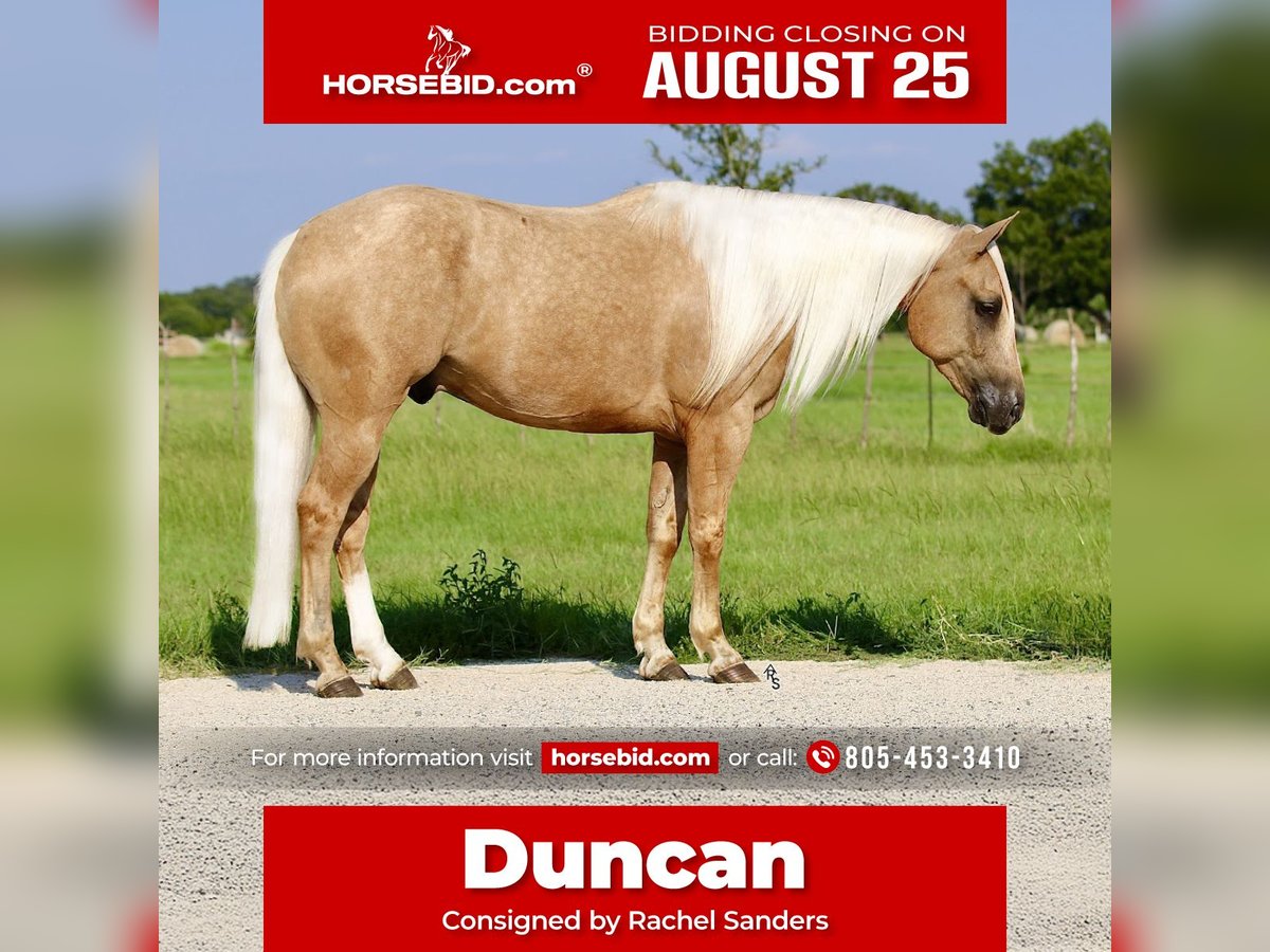 American Quarter Horse Gelding 5 years 14,2 hh Palomino in Whitesboro, TX