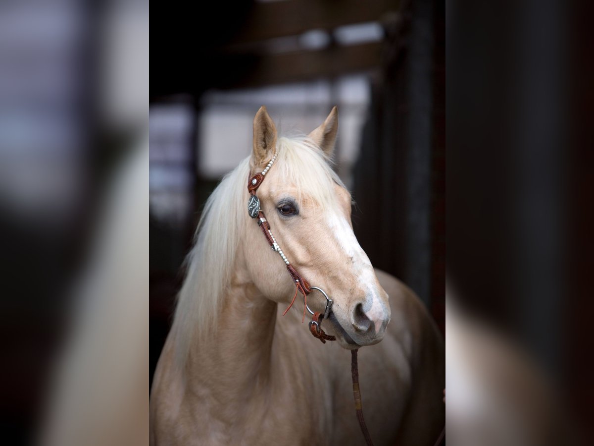 American Quarter Horse Mix Gelding 5 years 14,2 hh Palomino in Fr&#xF6;ndenberg