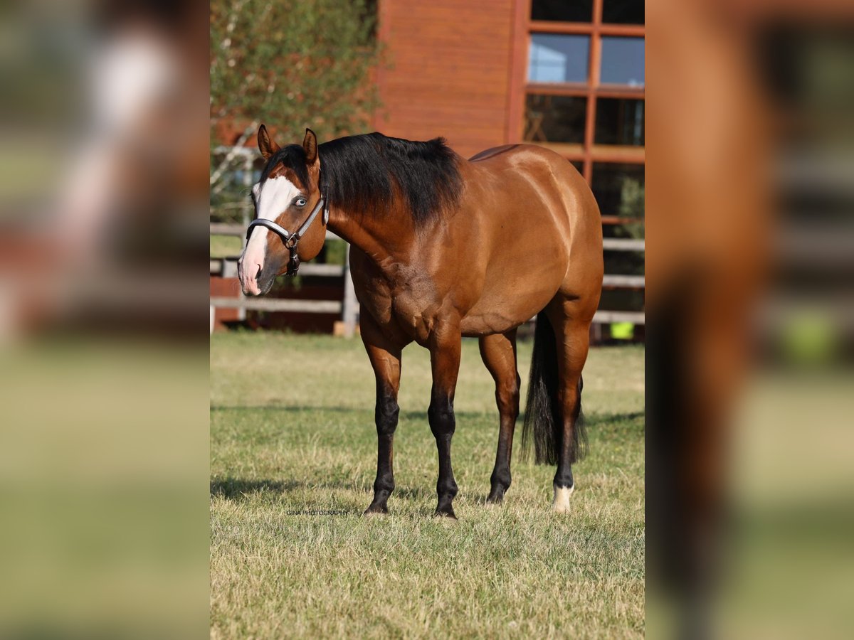 American Quarter Horse Gelding 5 years 14,2 hh Red Dun in Freystadt