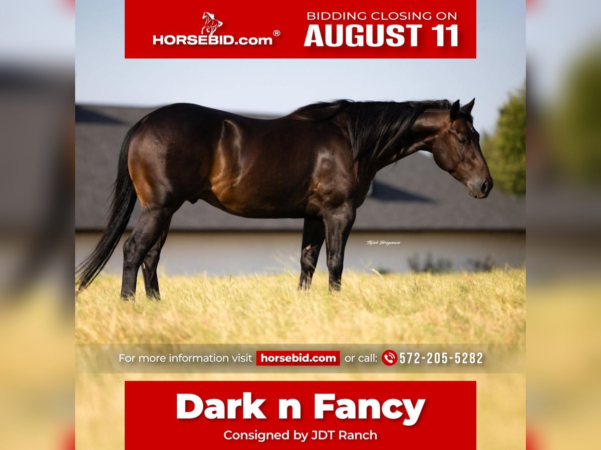 American Quarter Horse Gelding 5 years 14,3 hh Brown in Crescent, OK