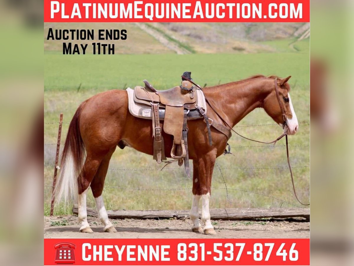 American Quarter Horse Gelding 5 years 14,3 hh Chestnut in Bitterwater CA