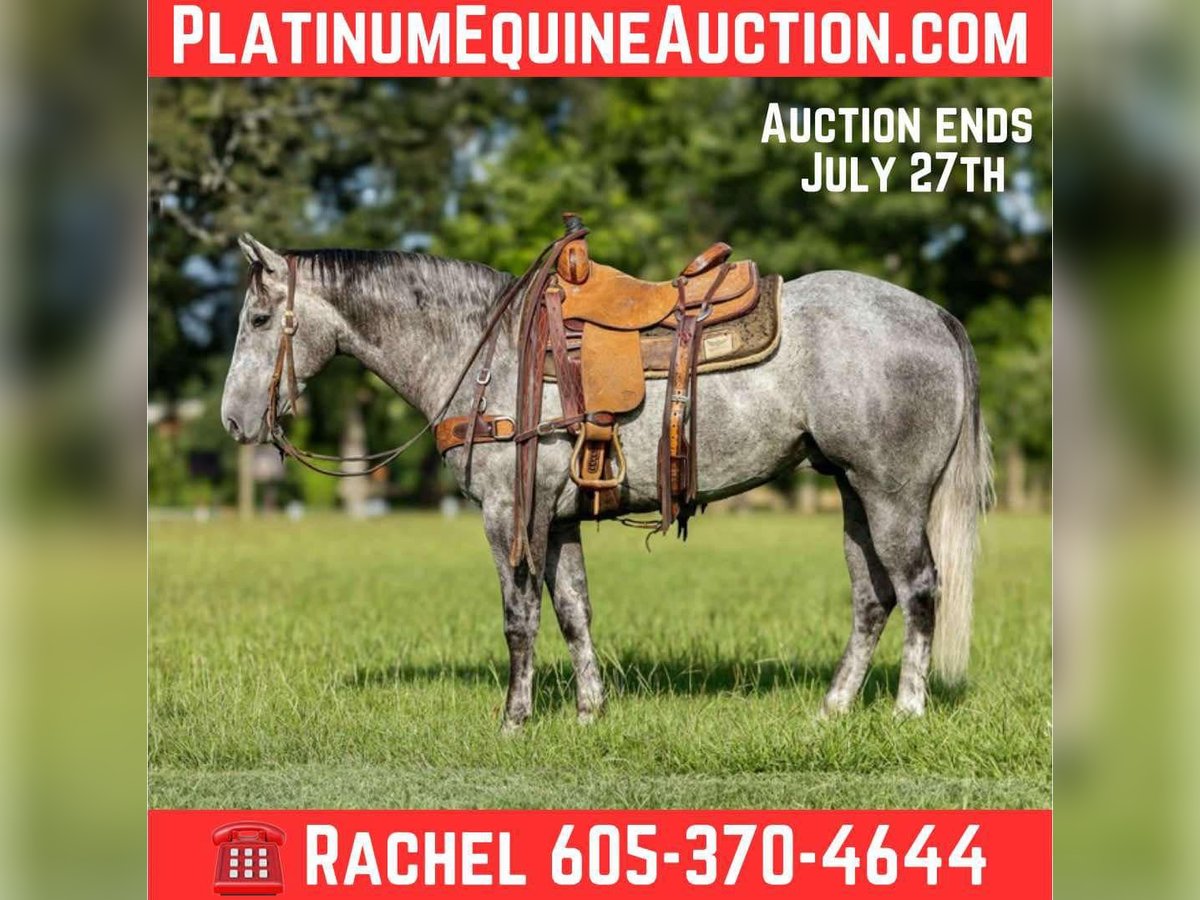 American Quarter Horse Gelding 5 years 14,3 hh Grey in Rusk TX