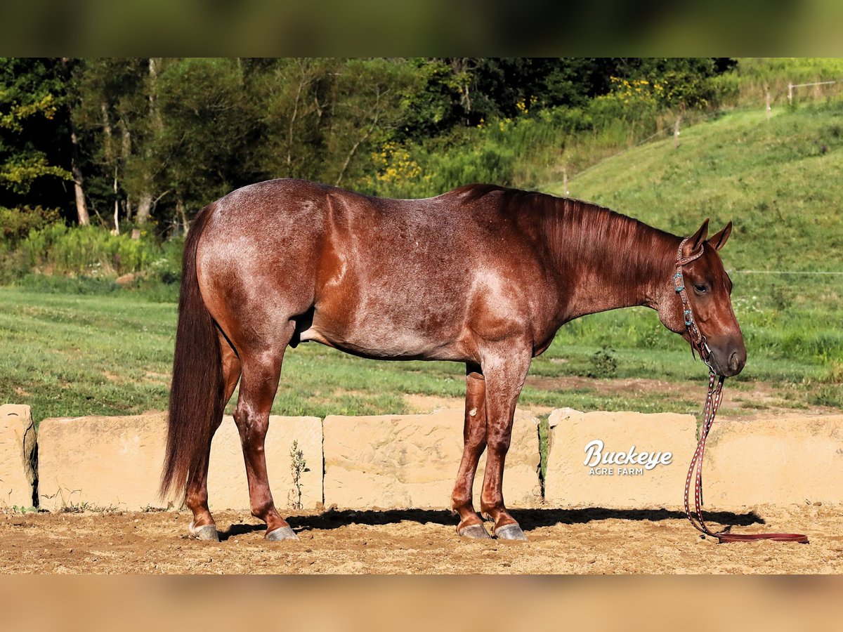 American Quarter Horse Gelding 5 years 14,3 hh Roan-Red in Millersburg