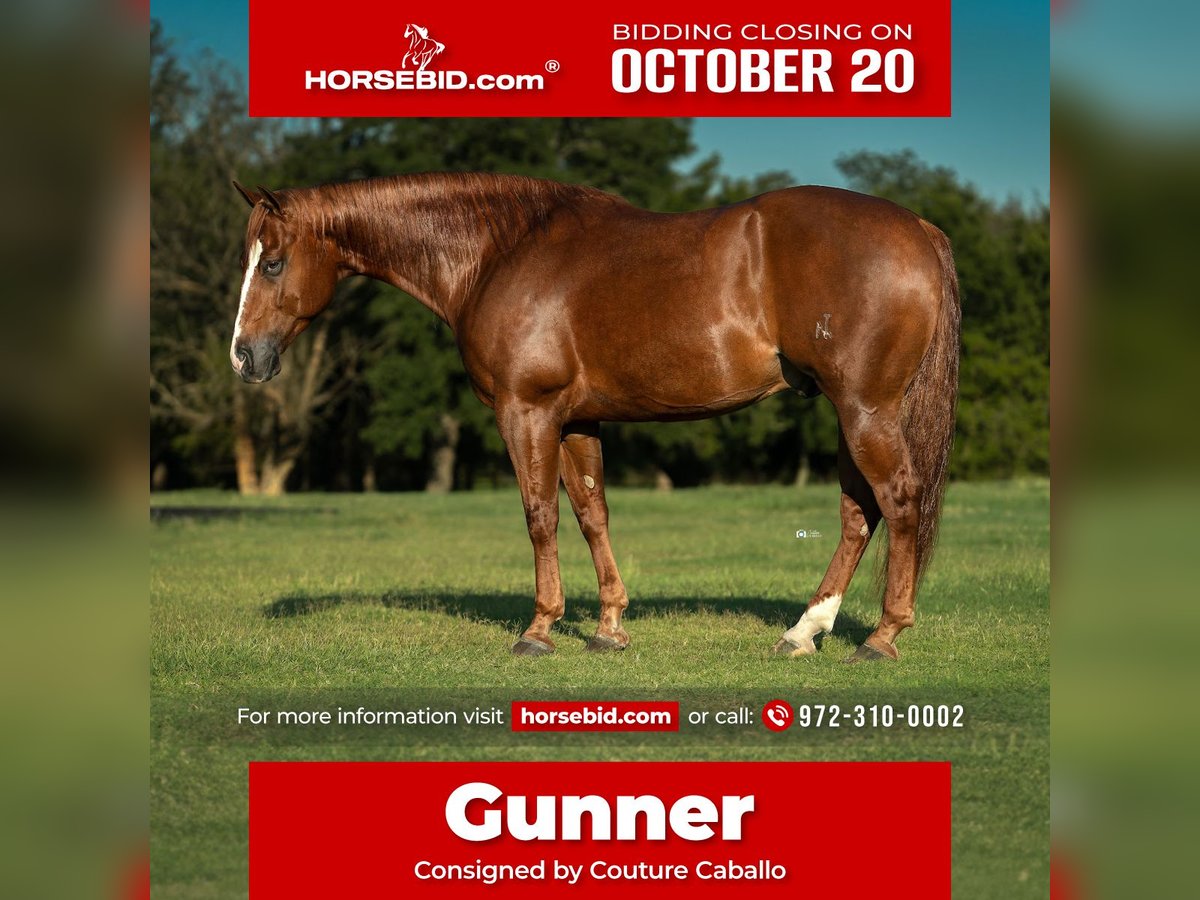 American Quarter Horse Gelding 5 years 14,3 hh Sorrel in Gainesville