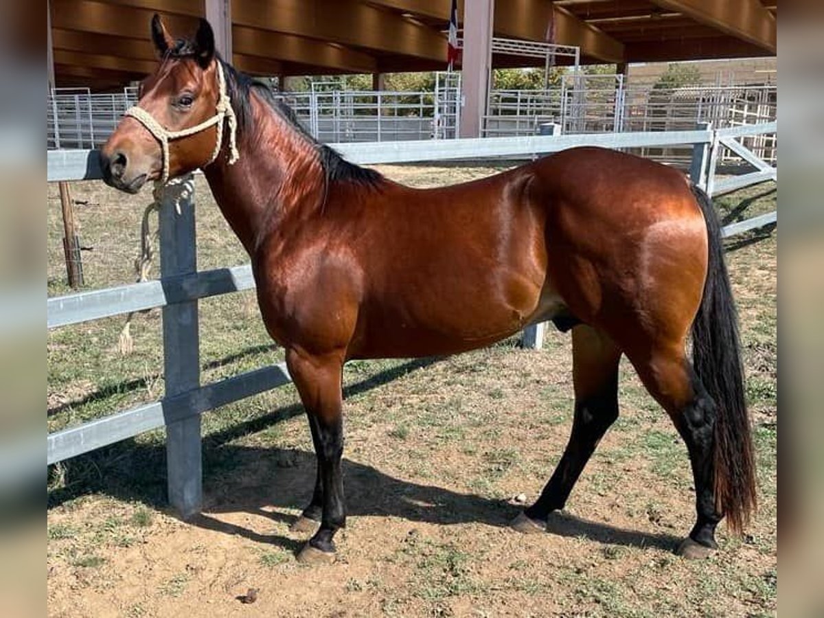 American Quarter Horse Gelding 5 years 14 hh Brown in waldkirch im breisgau