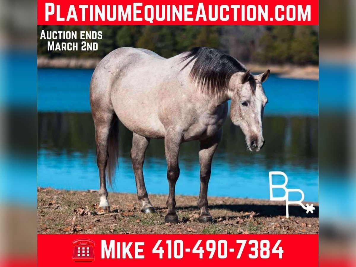 American Quarter Horse Gelding 5 years 14 hh Grey-Dapple in Mountain Grove MO