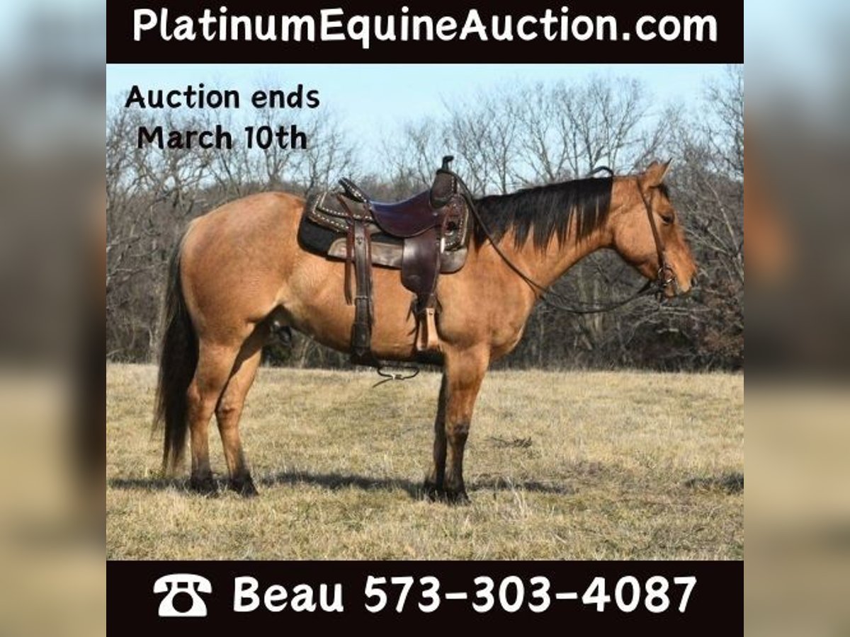 American Quarter Horse Gelding 5 years 14,1 hh Dun in Sweet Springs MO