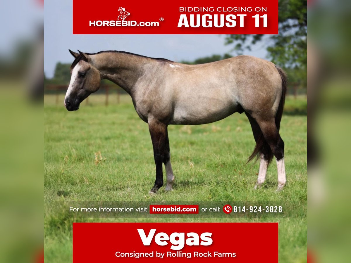 American Quarter Horse Gelding 5 years 14,1 hh in Clarion, PA