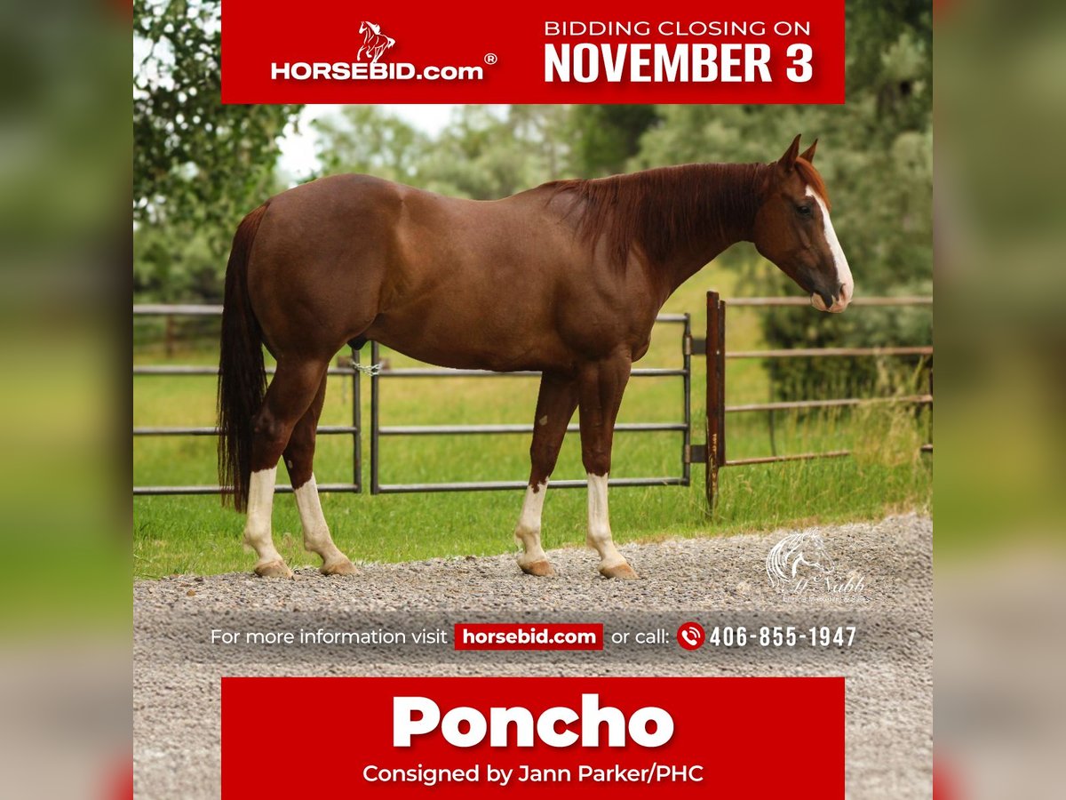 American Quarter Horse Gelding 5 years 14,1 hh Sorrel in Billings American Quarter Horse Gelding 5 years 14,1 hh Sorrel in Billings