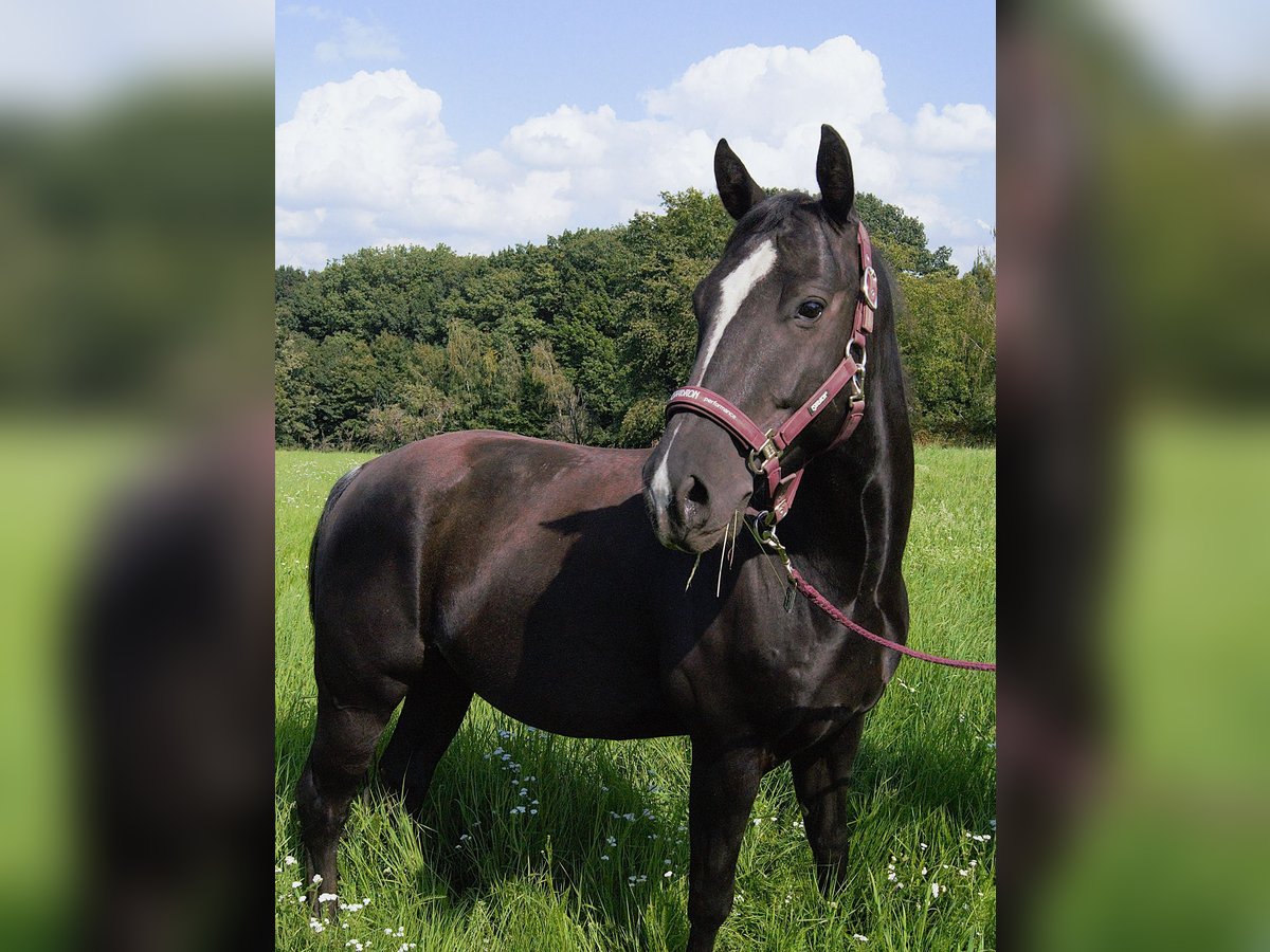 American Quarter Horse Gelding 5 years 14,2 hh Black in Radebeul