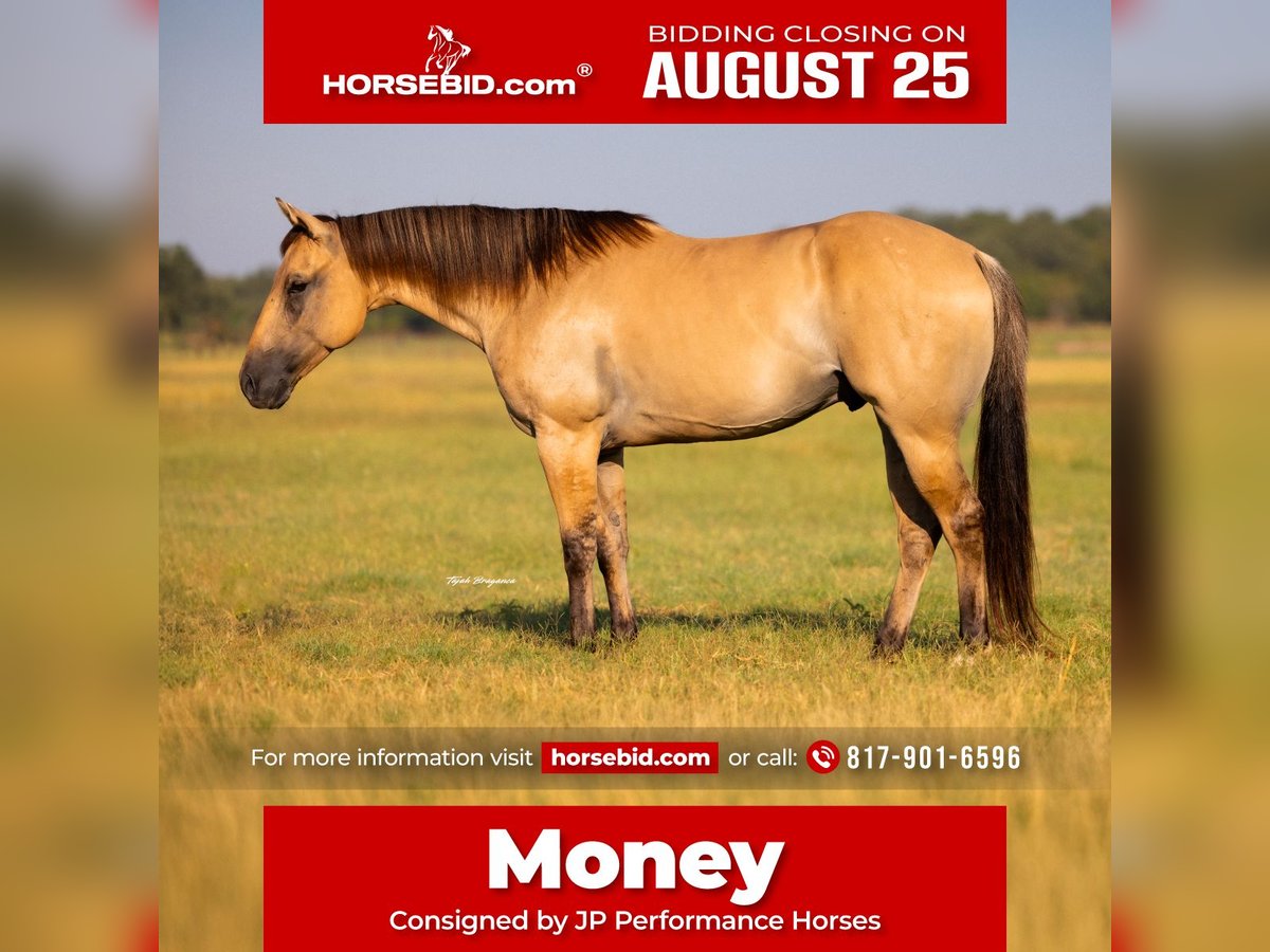 American Quarter Horse Gelding 5 years 14,2 hh Buckskin in Weatherford, TX
