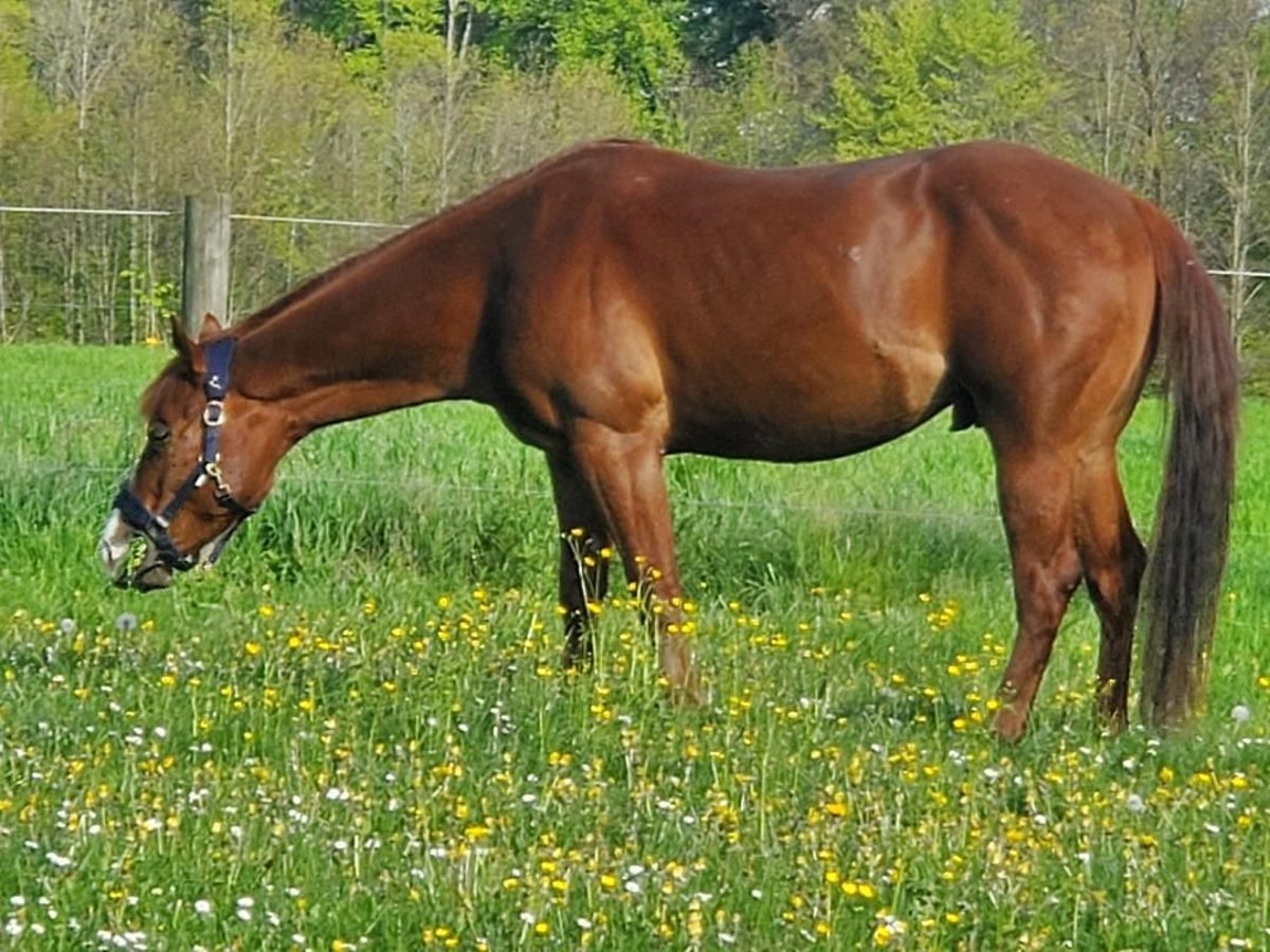 American Quarter Horse Mix Gelding 5 years 14,2 hh Chestnut-Red in Esslingen