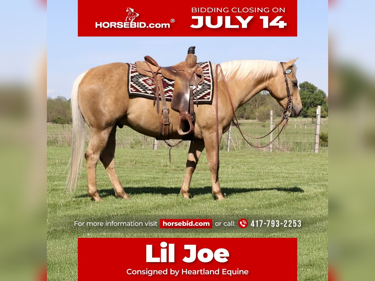 American Quarter Horse Gelding 5 years 14,2 hh Palomino in Mount Vernon, MO