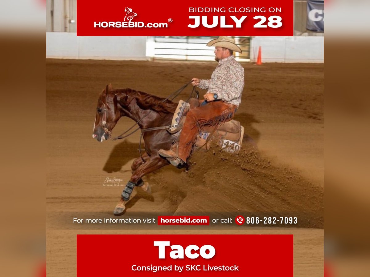 American Quarter Horse Gelding 5 years 14,2 hh Sorrel in Canyon, TX