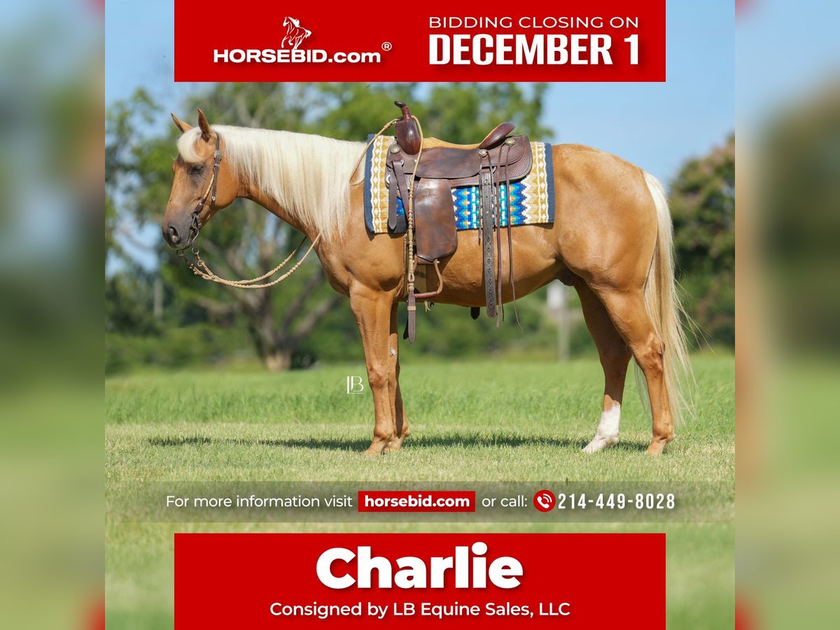 American Quarter Horse Gelding 5 years 14,3 hh Palomino in Terrell