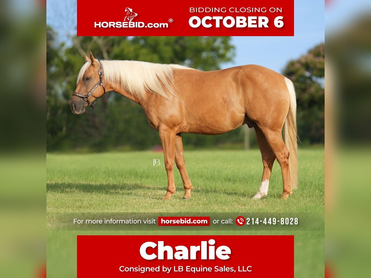 American Quarter Horse Gelding 5 years 14,3 hh Palomino in Terrell