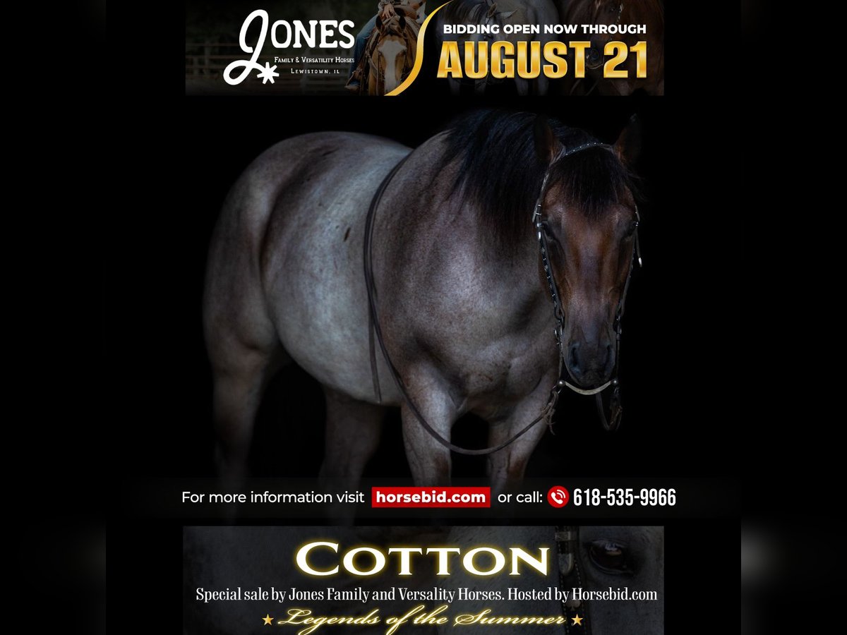 American Quarter Horse Gelding 5 years 14,3 hh Roan-Bay in Lewistown