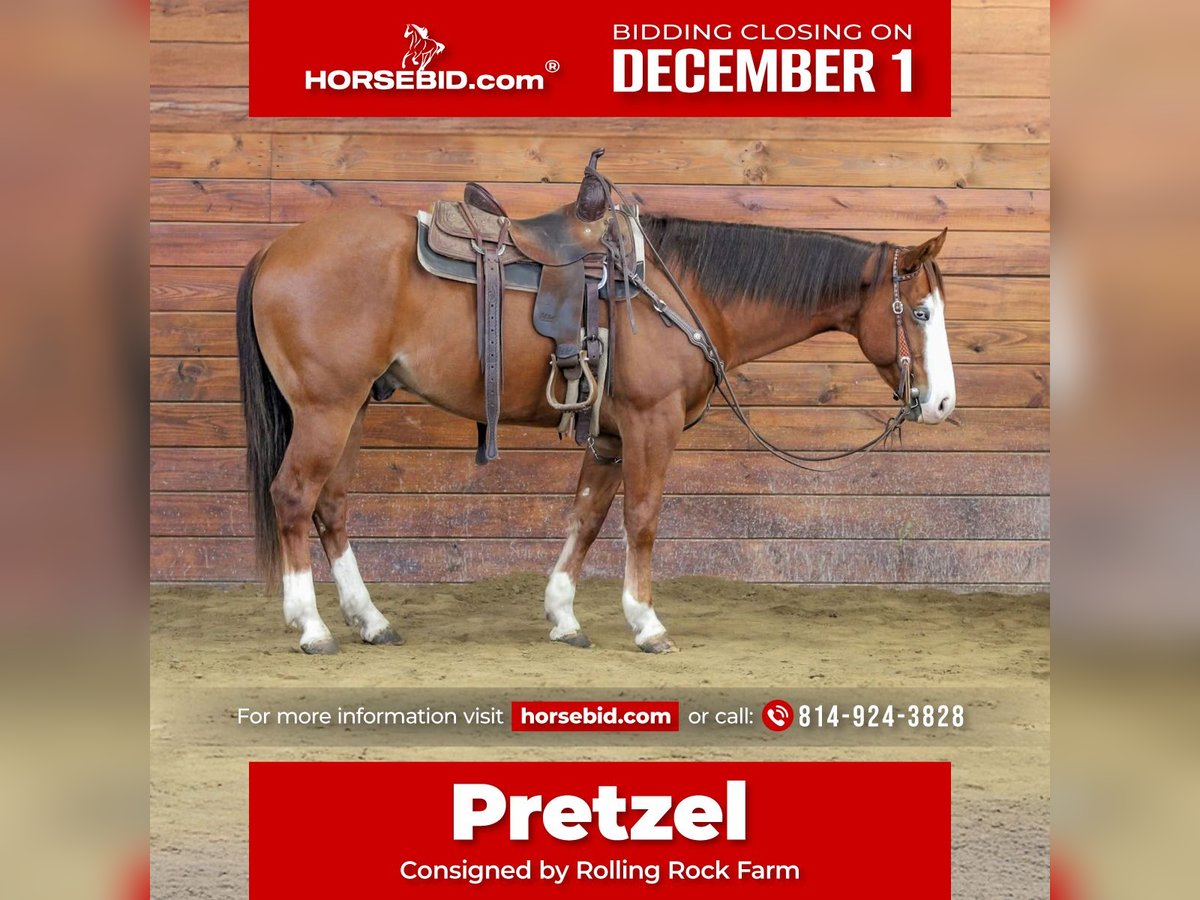 American Quarter Horse Gelding 5 years 14,3 hh Sorrel in Clarion