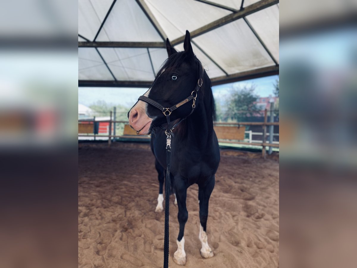 American Quarter Horse Mix Gelding 5 years 15,1 hh Black in Künzell