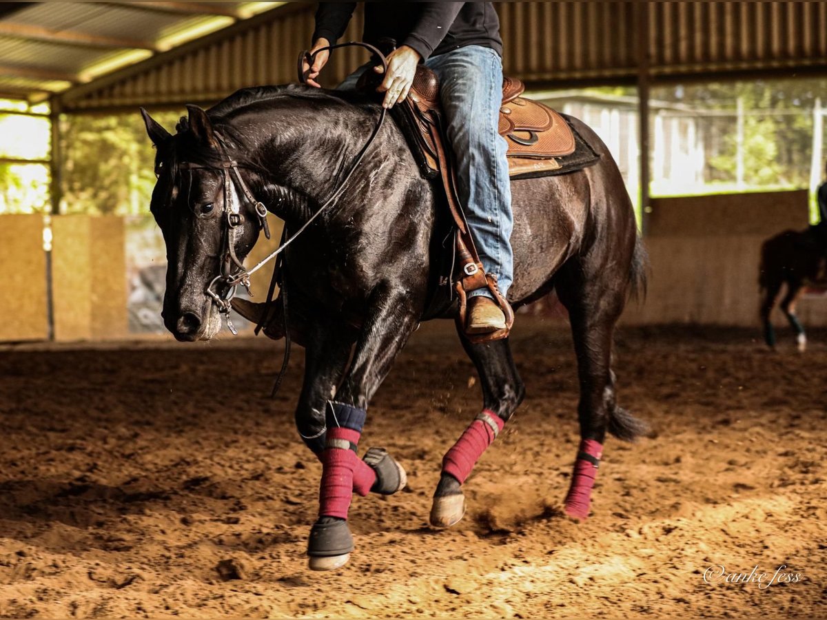 American Quarter Horse Gelding 5 years 15,1 hh Black in Berschweiler