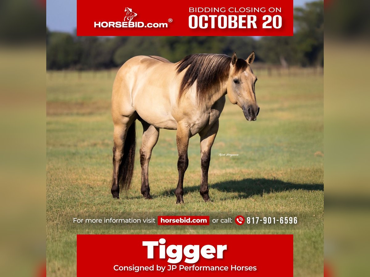 American Quarter Horse Gelding 5 years 15,1 hh Buckskin in Weatherford, TX