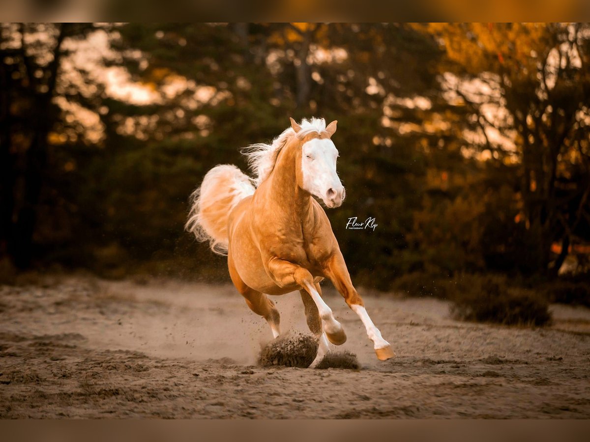 American Quarter Horse Gelding 5 years 15,1 hh Palomino in Moordrecht