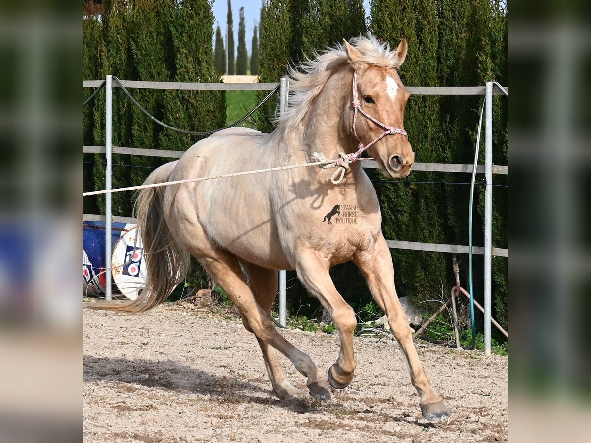 American Quarter Horse Gelding 5 years 15,1 hh Palomino in Mallorca