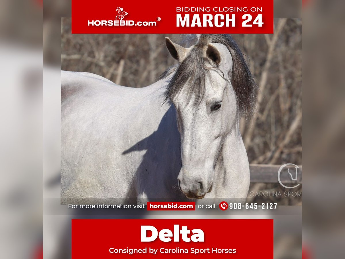 American Quarter Horse Mix Gelding 5 years 15,2 hh Gray in Clover, SC