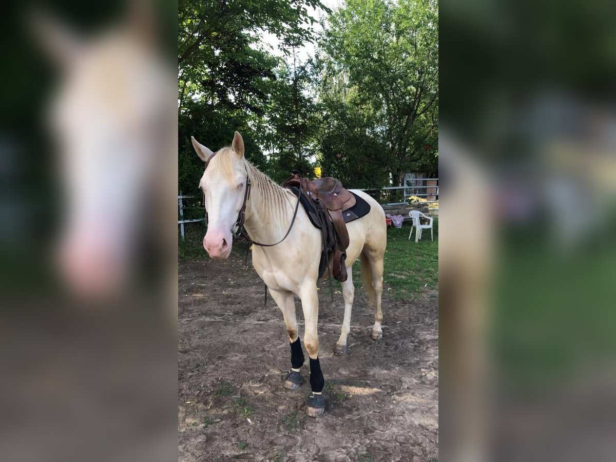 American Quarter Horse Gelding 5 years 15,2 hh Perlino in ZellingenZellingen