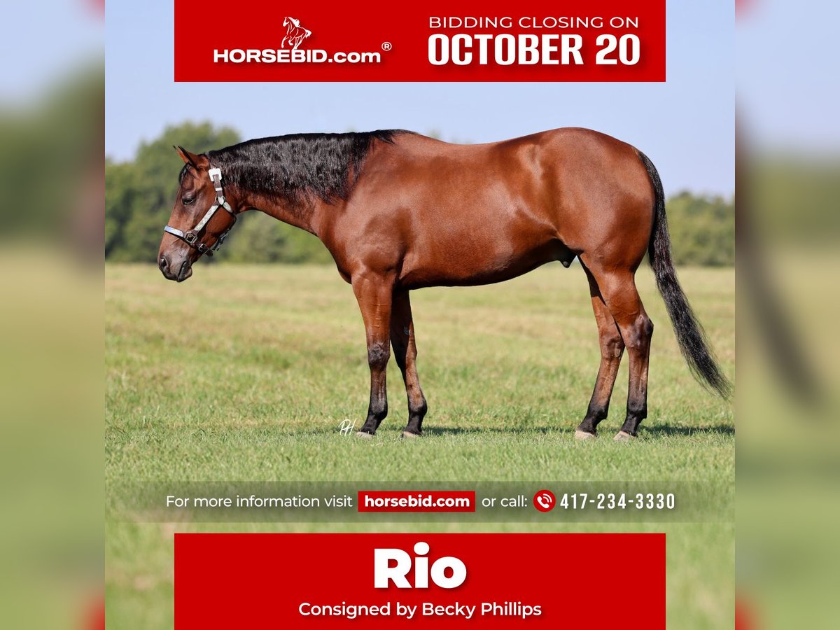American Quarter Horse Gelding 5 years 15 hh Bay in Elkland