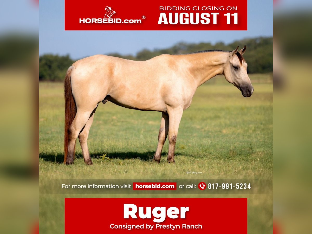 American Quarter Horse Mix Gelding 5 years 15 hh Buckskin in Weatherford, TX