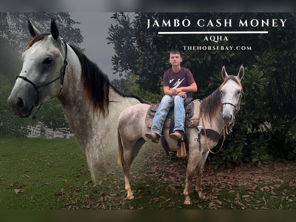 American Quarter Horse Gelding 5 years 15 hh Grey in Iuka, MS