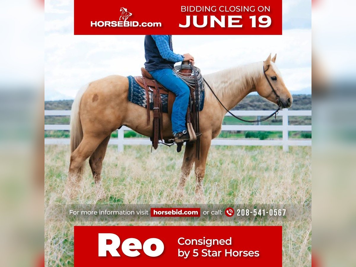 American Quarter Horse Gelding 5 years 15 hh Palomino in Rexburg, ID