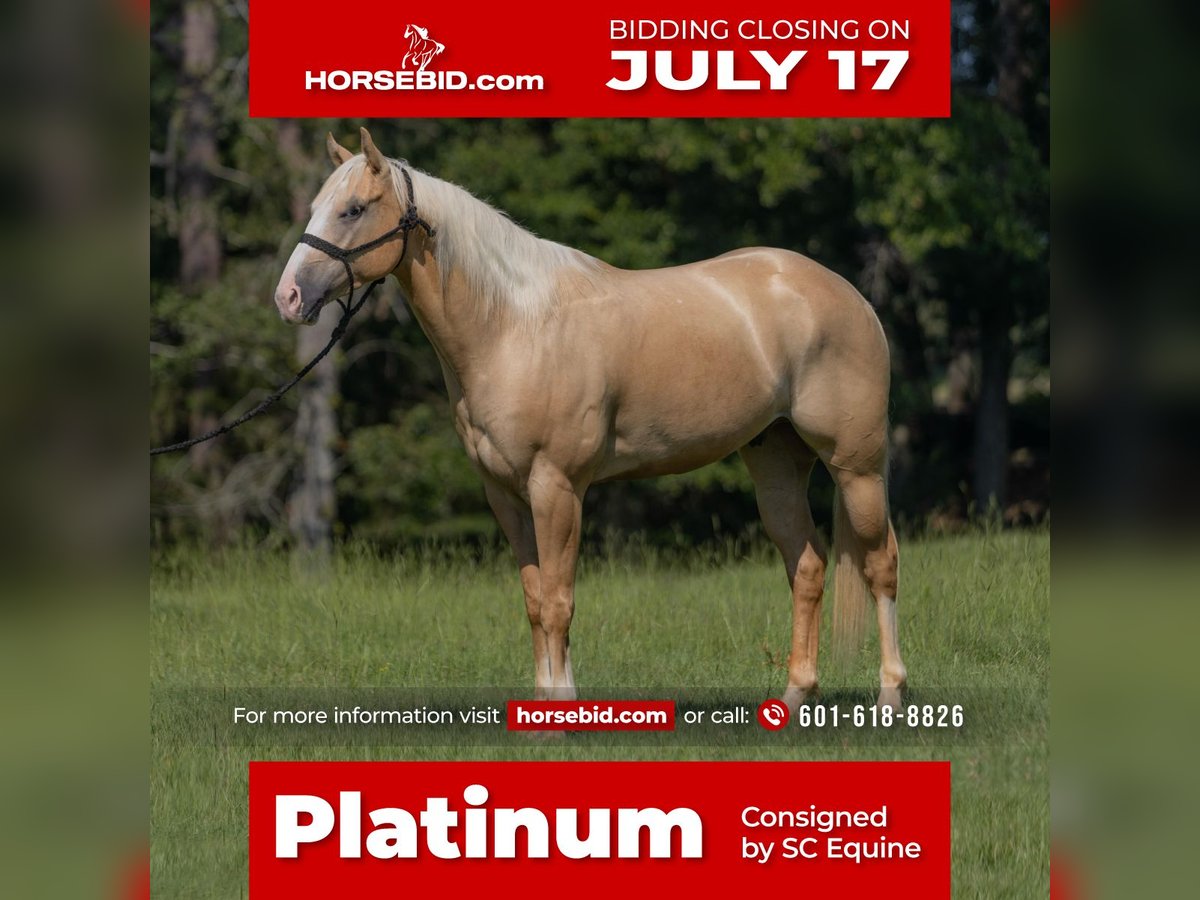 American Quarter Horse Gelding 5 years 15 hh Palomino in Vicksburg, MS