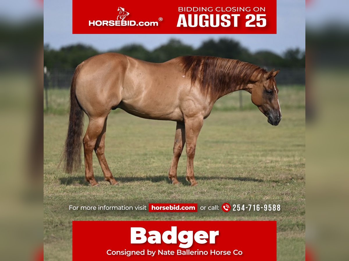 American Quarter Horse Gelding 5 years 15 hh Red Dun in Waco, TX