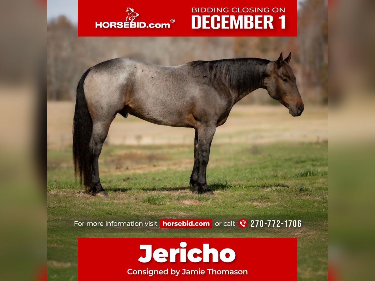 American Quarter Horse Gelding 5 years 15 hh Roan-Bay in Auburn