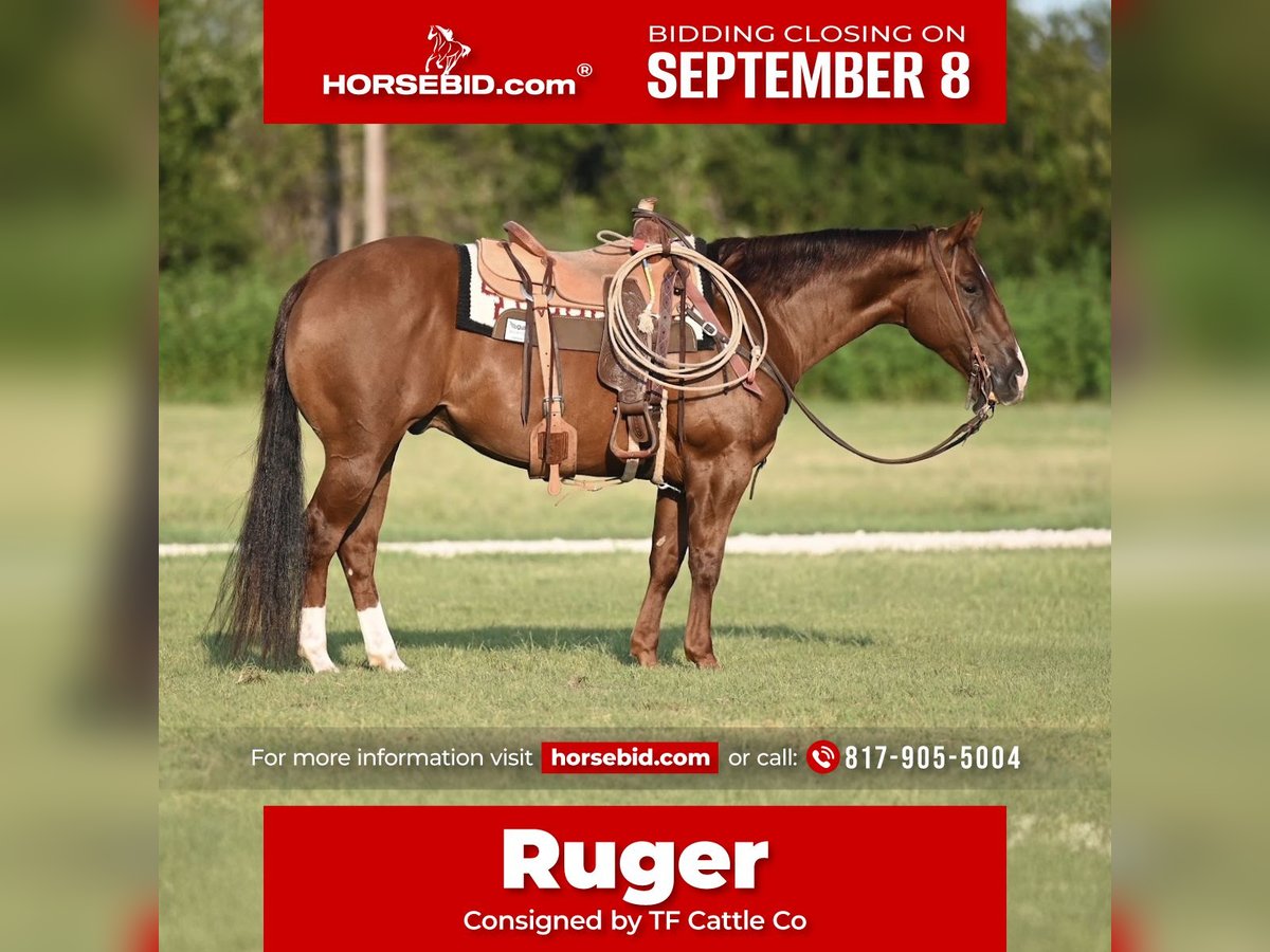 American Quarter Horse Gelding 5 years 15 hh Sorrel in Waco, TX