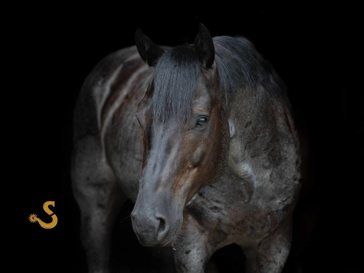 American Quarter Horse Gelding 5 years 15,1 hh Roan-Blue in Bogard, MO American Quarter Horse Gelding 5 years 15,1 hh Roan-Blue in Bogard, MO