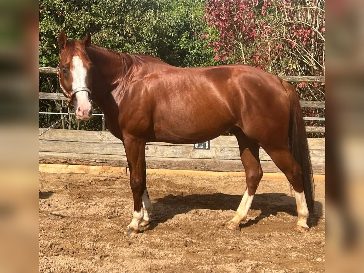 American Quarter Horse Gelding 5 years 15,1 hh Sorrel in Nennslingen American Quarter Horse Gelding 5 years 15,1 hh Sorrel in Nennslingen