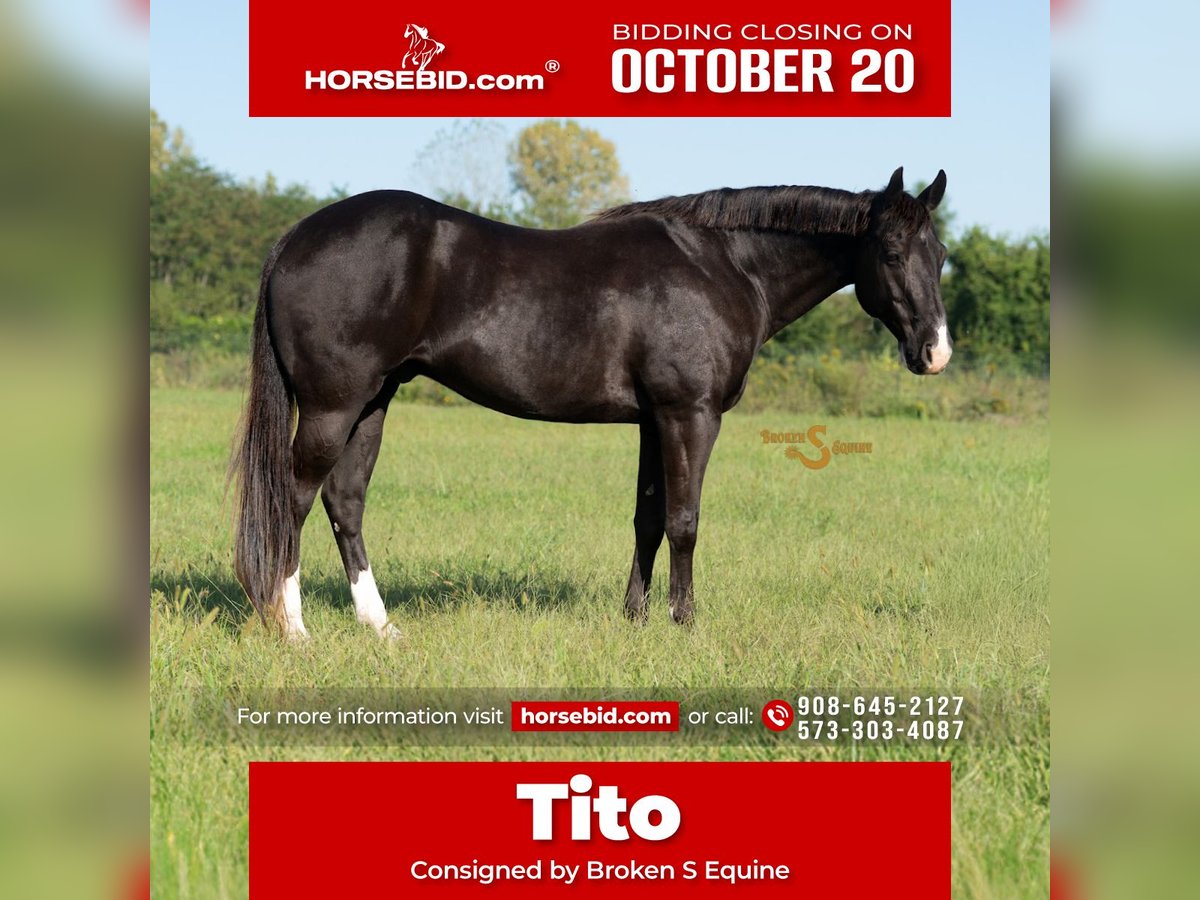 American Quarter Horse Gelding 5 years 15,2 hh Black in Bogard, MO