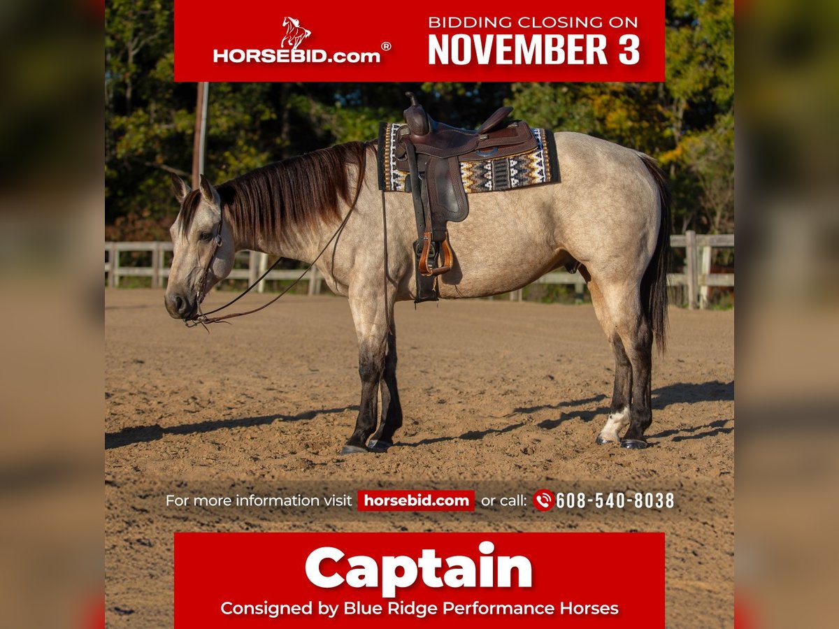 American Quarter Horse Gelding 5 years 15,2 hh Buckskin in Mayfield American Quarter Horse Gelding 5 years 15,2 hh Buckskin in Mayfield