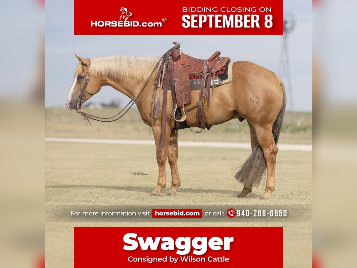 American Quarter Horse Gelding 5 years 15,2 hh Palomino in Canyon, TX