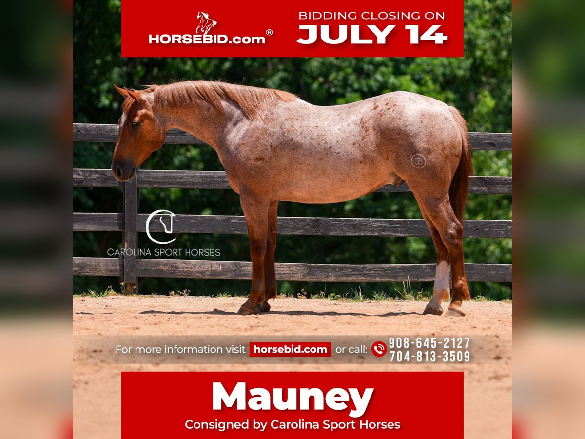 American Quarter Horse Gelding 5 years 15,2 hh Roan-Red in Clover, SC