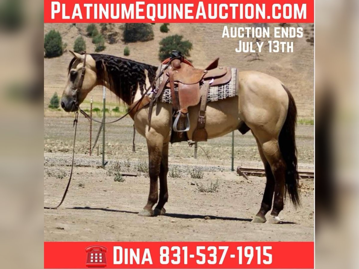 American Quarter Horse Gelding 5 years 15,3 hh Buckskin in Paicines CA