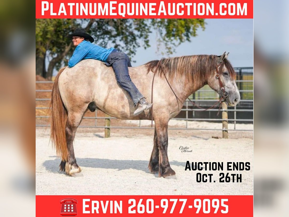 American Quarter Horse Gelding 5 years 16,1 hh Grey in Independence IA