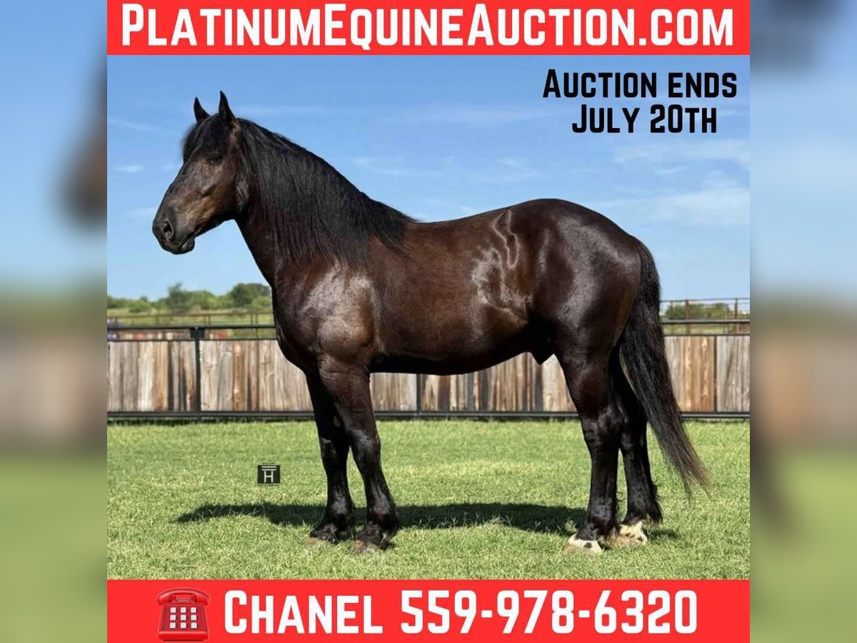 American Quarter Horse Gelding 5 years 16,3 hh Black in Jacksboro TX